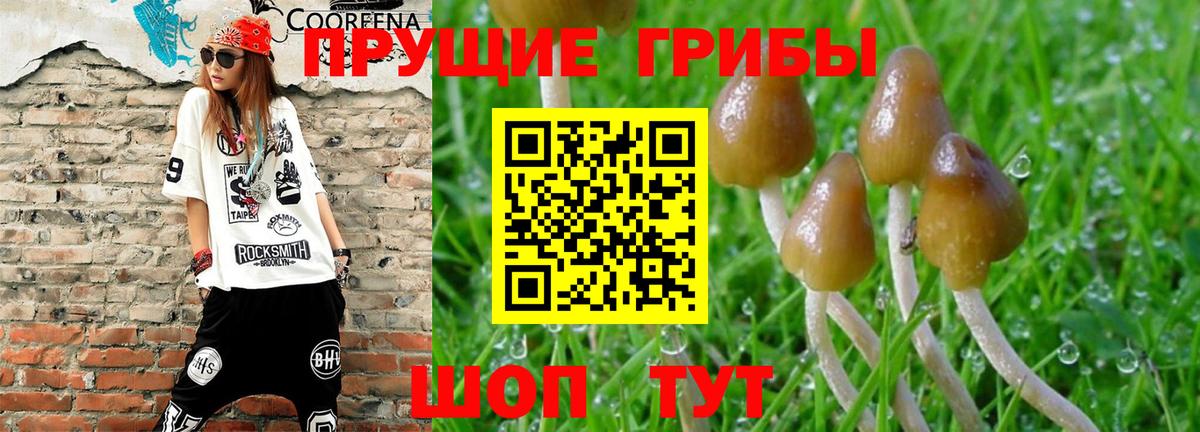 Галлюциногенные грибы Psilocybe  Вход с VPN  Омск  Галлюциногенные грибы мухоморы 